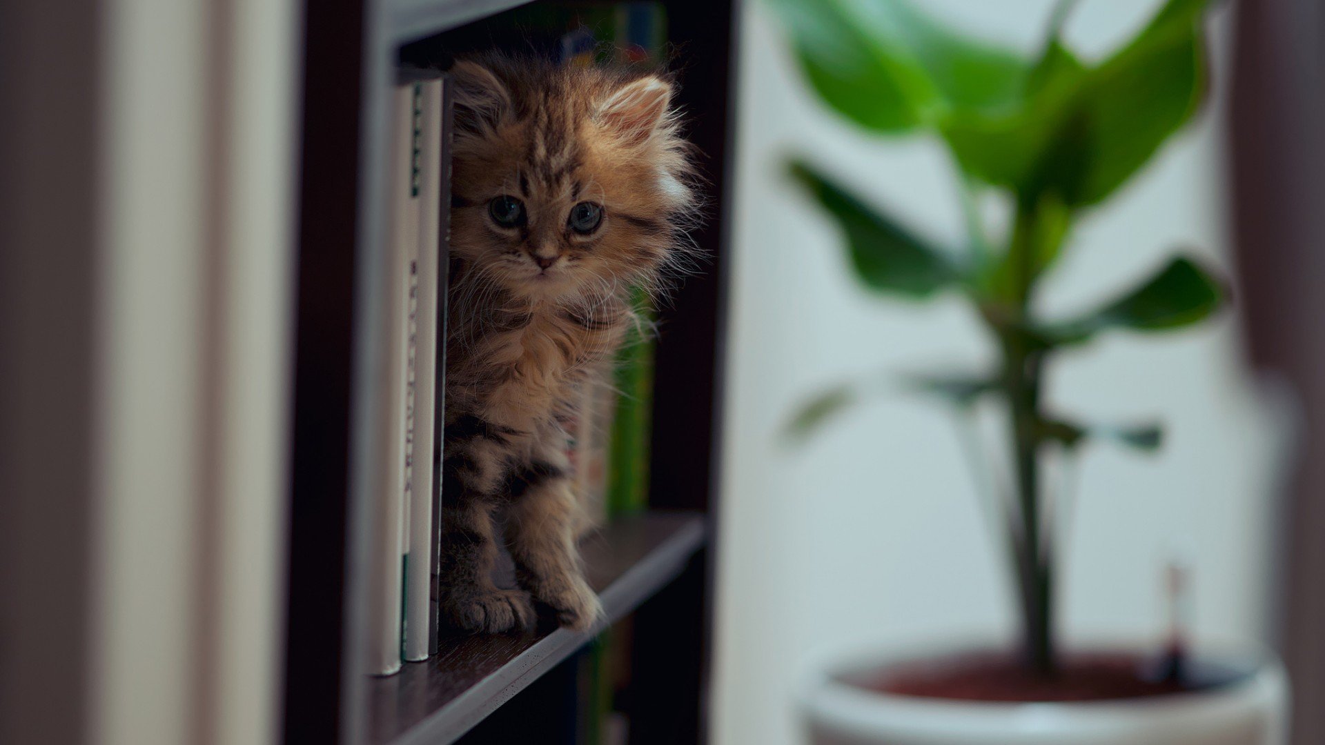 萌宠,喵星人,猫,古灵精怪,可爱,卖萌,宠物,儿童桌面专用