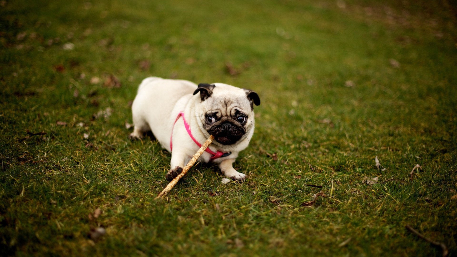 萌宠,汪星人,狗,可爱,卖萌图,儿童桌面专用