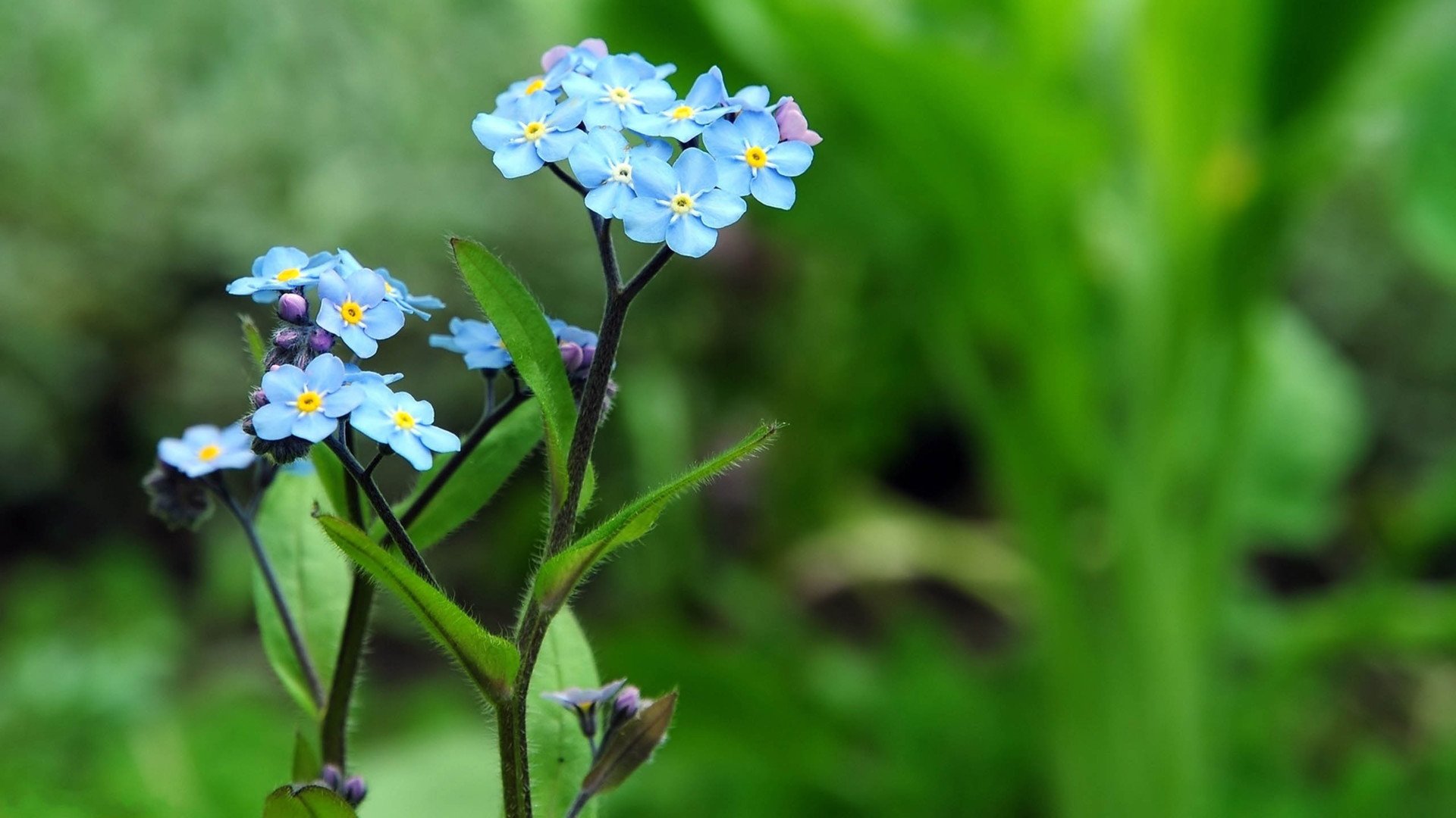 小清新,清新淡雅,花,儿童桌面专用