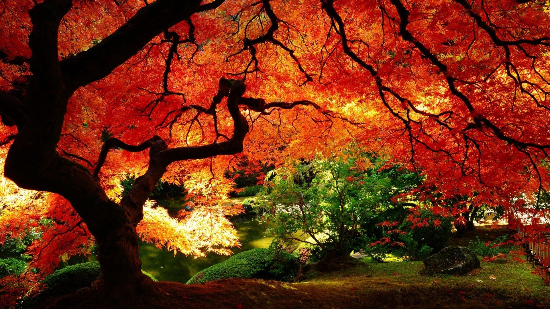 小清新,舒缓压力,枫叶,儿童桌面专用