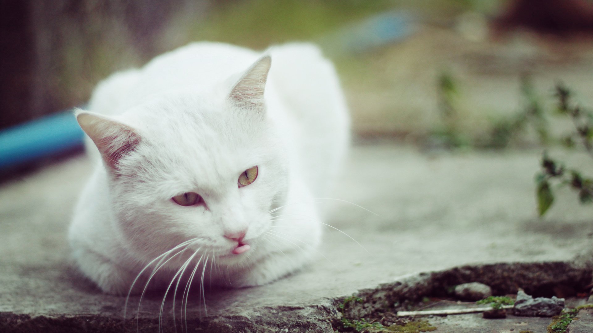 萌宠,喵星人,猫,卖萌图,可爱,古灵精怪,YBP摄影,儿童桌面专用
