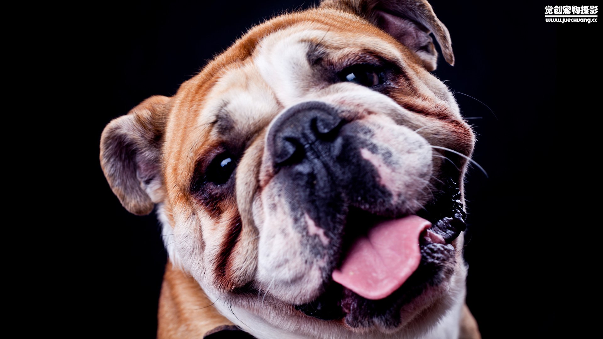 萌宠,汪星人,狗,可爱,卖萌图,古灵精怪,觉创摄影,@觉创摄影,儿童桌面专用