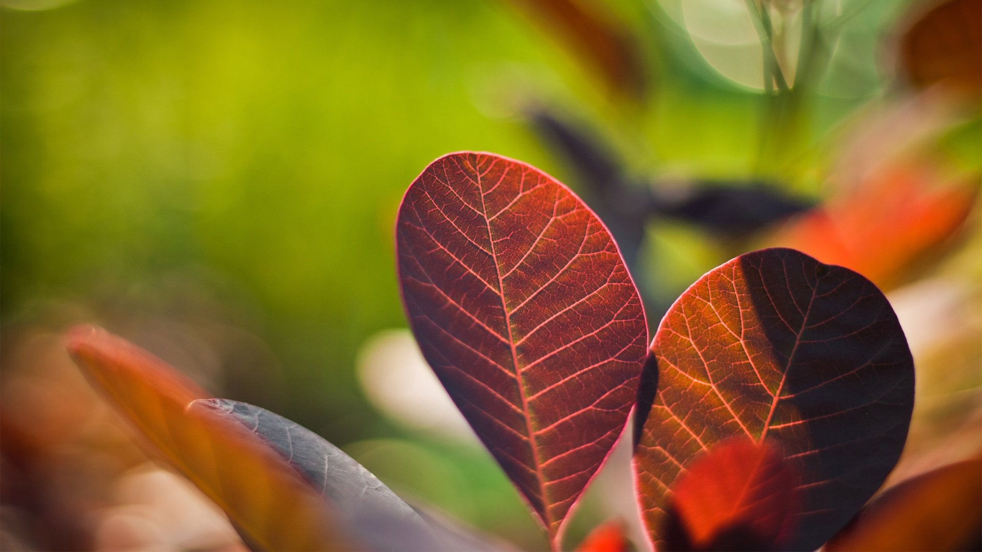 小清新,清新淡雅,儿童桌面专用