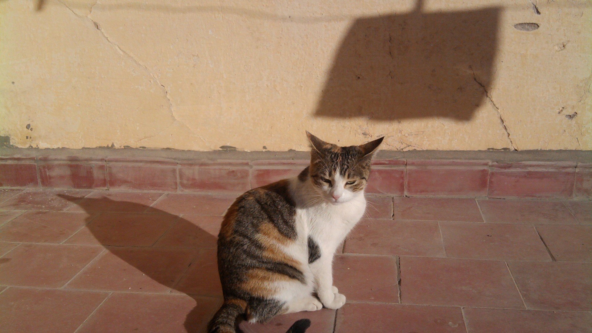 萌宠,喵星人,喵,可爱,卖萌图,儿童桌面专用