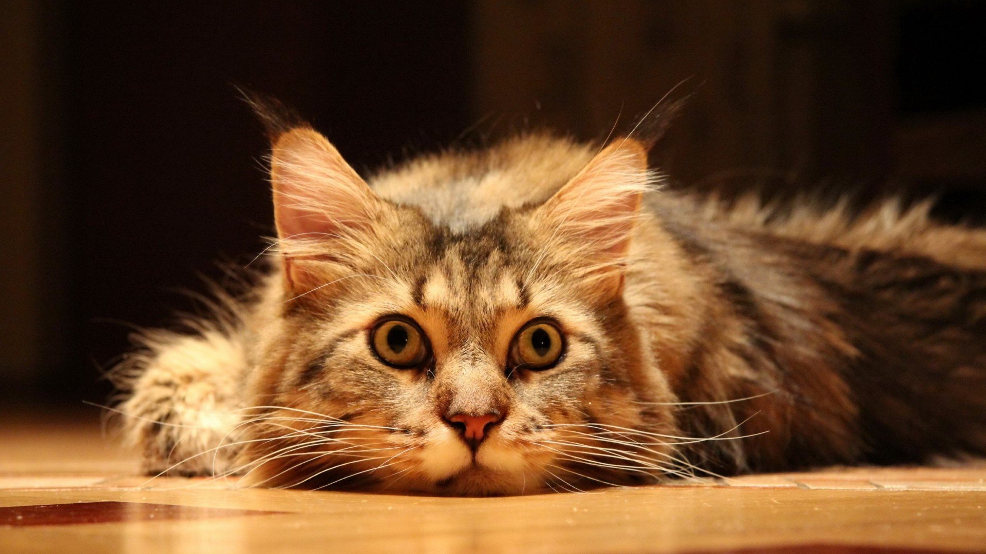 萌宠,喵星人,猫,古灵精怪,可爱,卖萌,宠物,儿童桌面专用