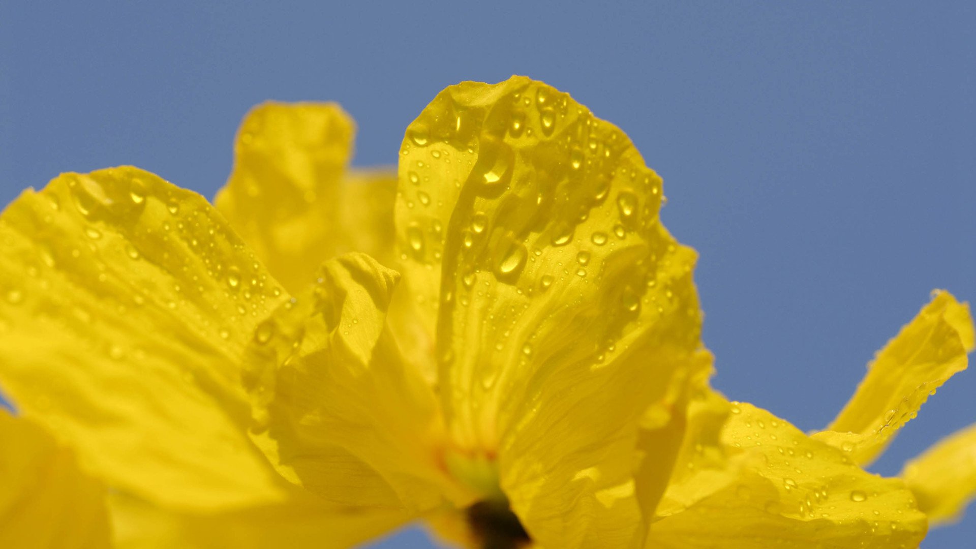 小清新,清新淡雅,娇艳欲滴,花,儿童桌面专用