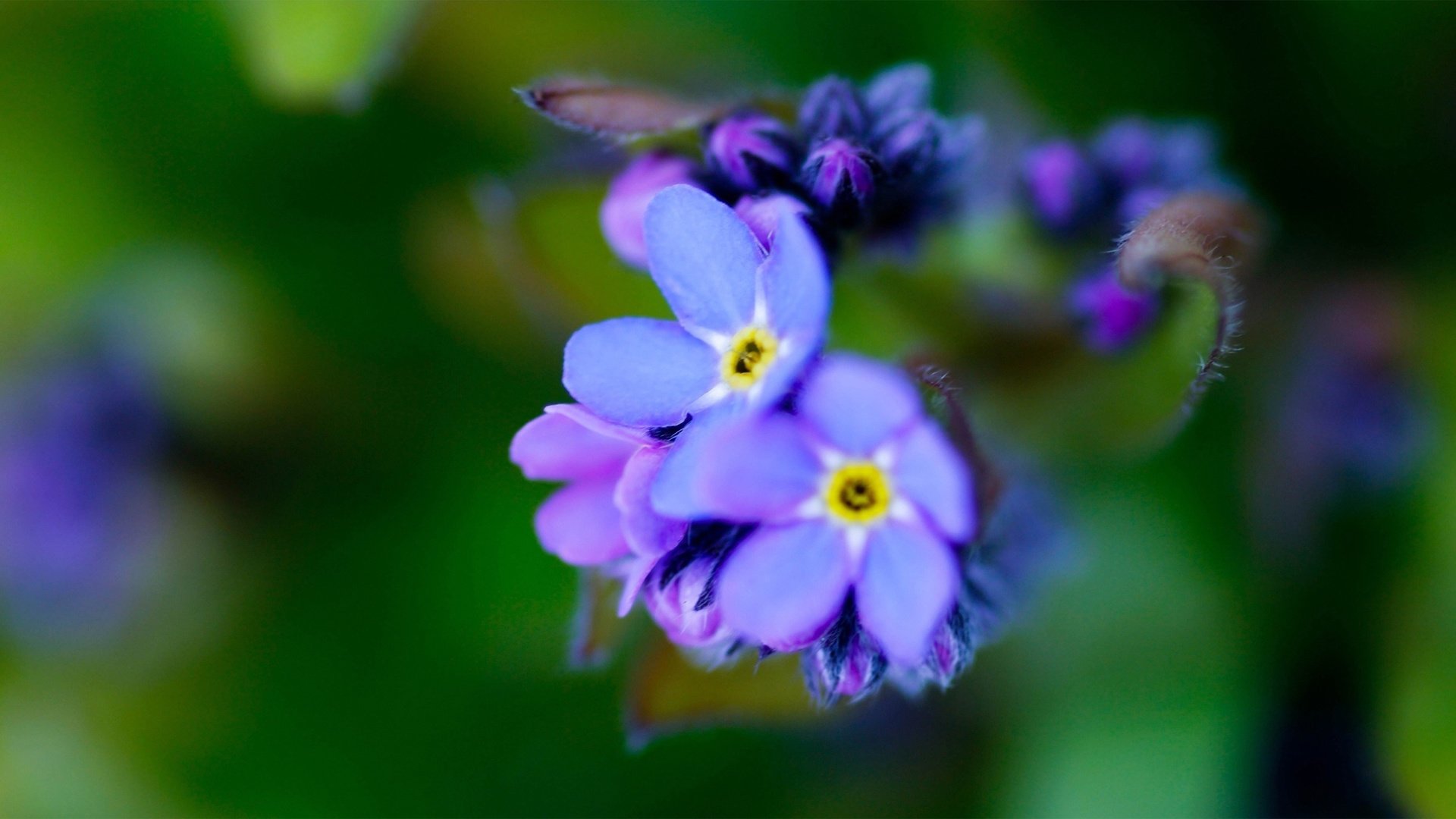 小清新,娇艳欲滴,花,儿童桌面专用