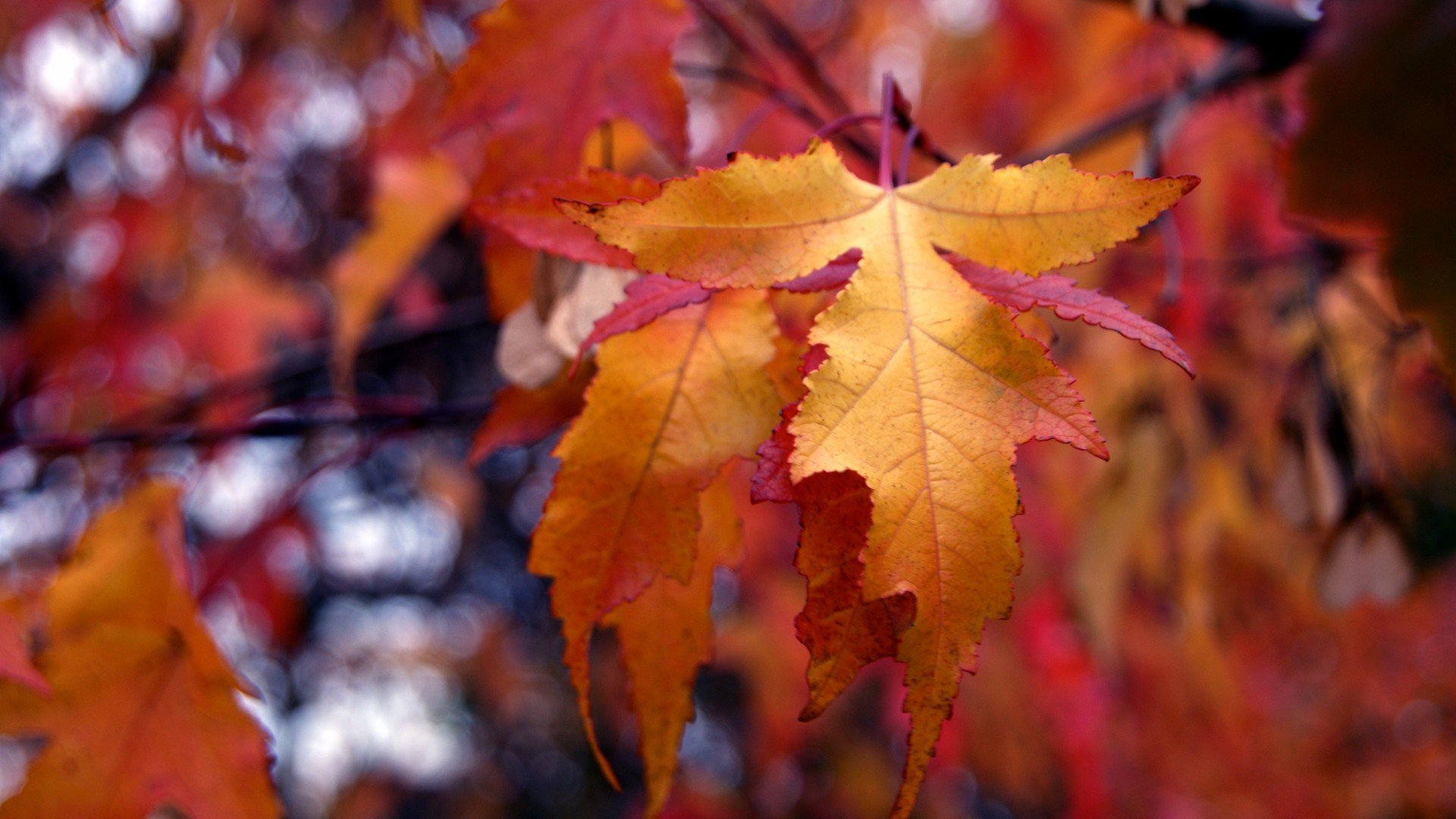 小清新,舒缓压力,枫叶,儿童桌面专用