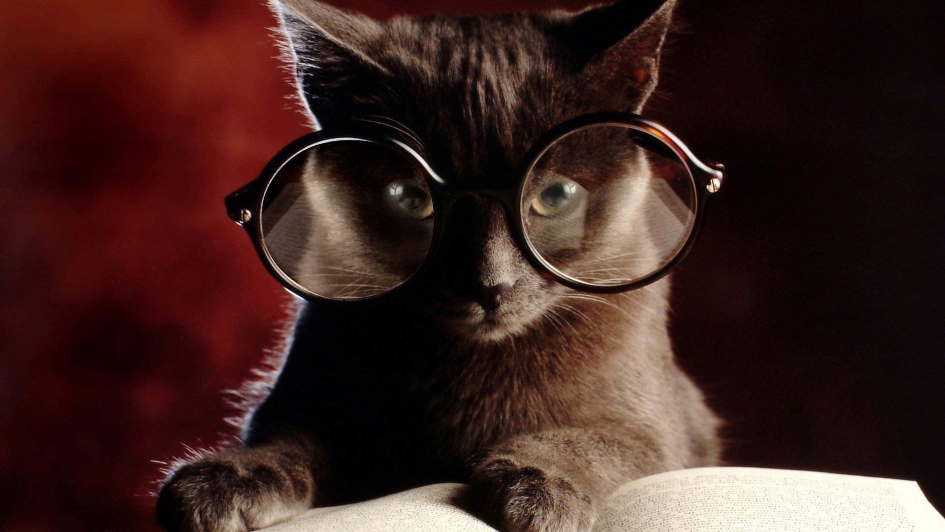 萌宠,猫,喵星人,卖萌图,可爱,古灵精怪,儿童桌面专用