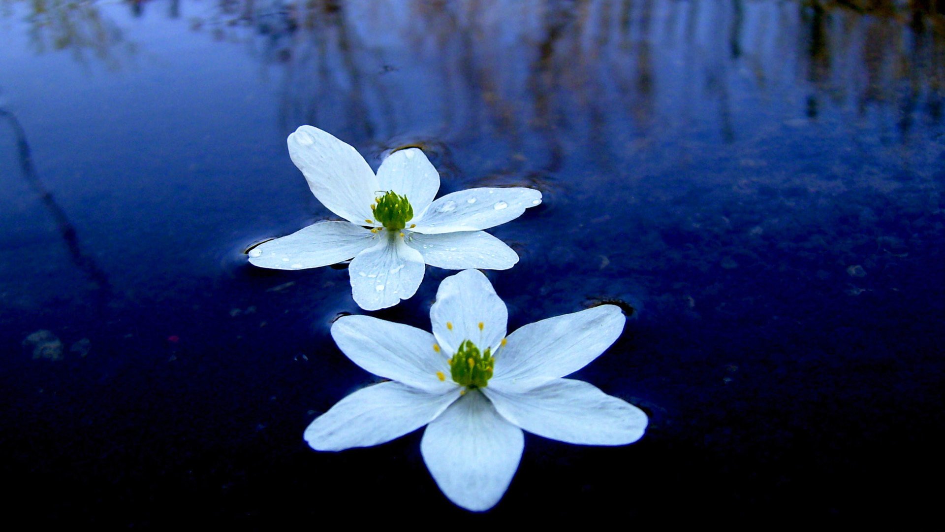 小清新,清新淡雅,舒缓压力,娇艳欲滴,花,儿童桌面专用