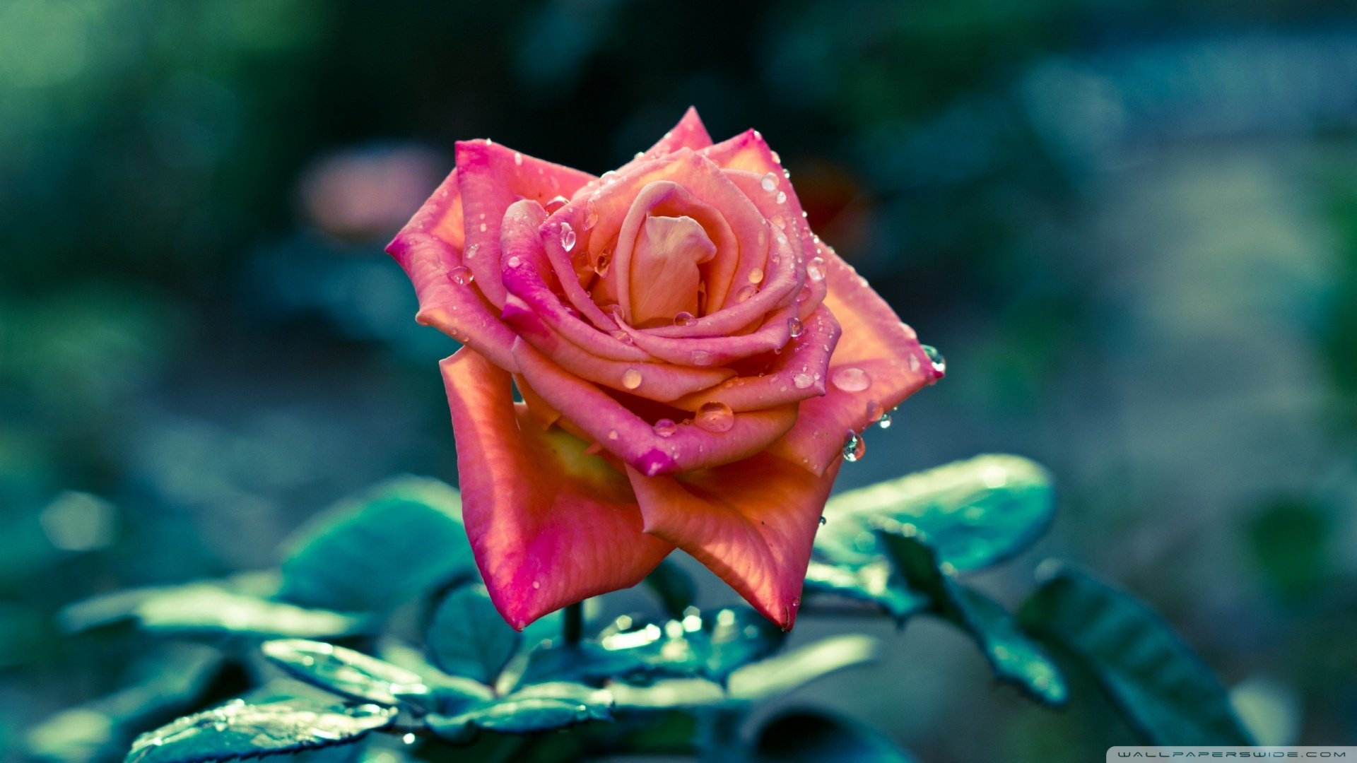 风景,春意盎然,儿童桌面专用