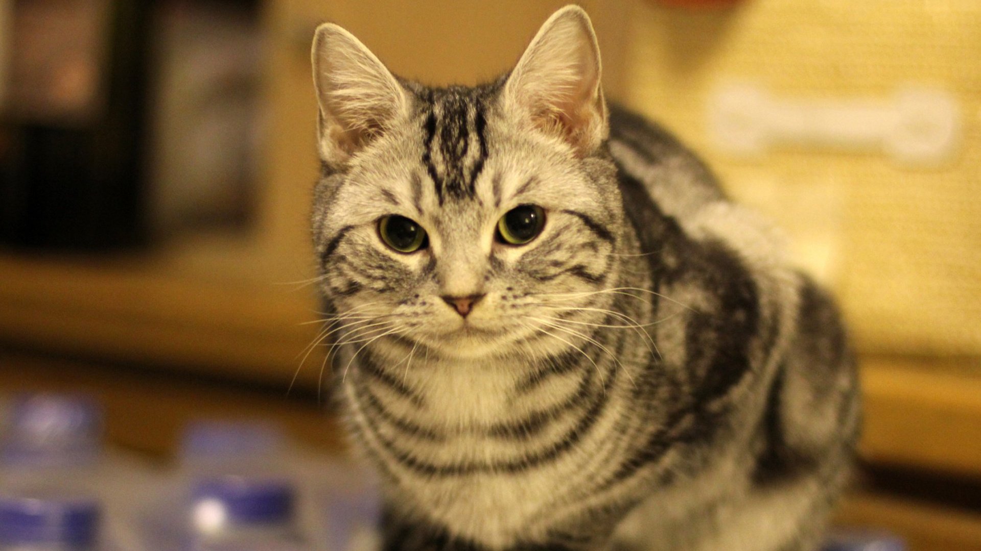 萌宠,喵星人,猫,可爱,卖萌,宠物,古灵精怪,儿童桌面专用