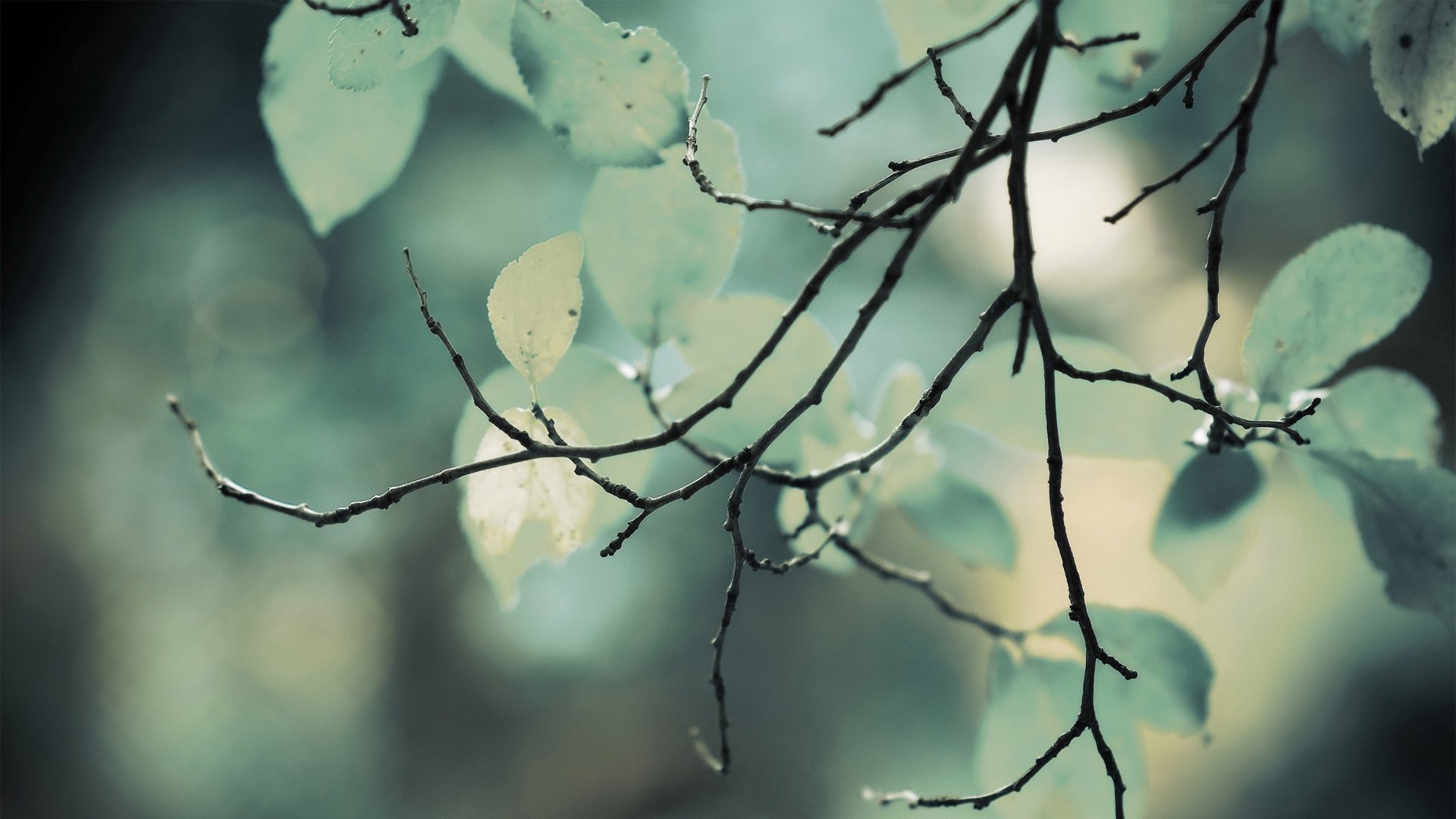 小清新,清新淡雅,儿童桌面专用