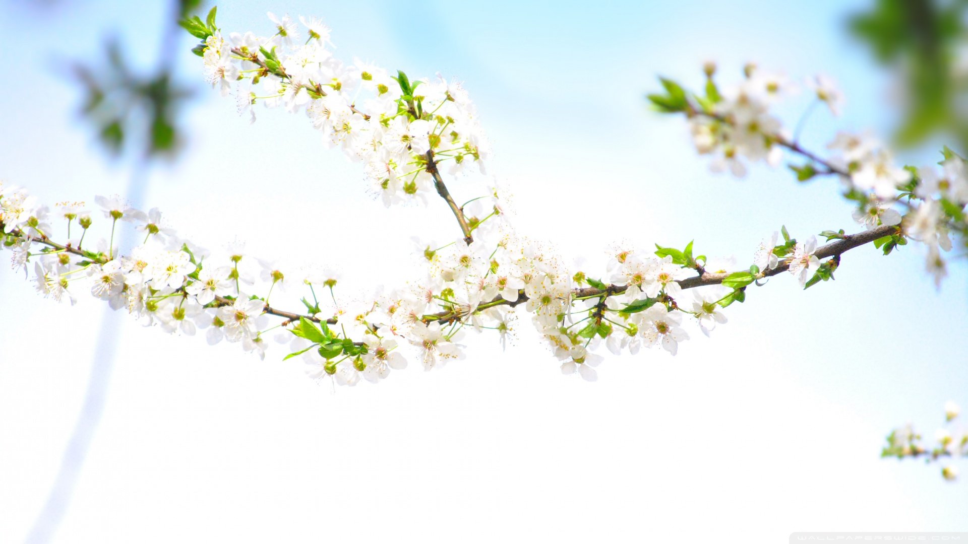 风景,春意盎然,儿童桌面专用