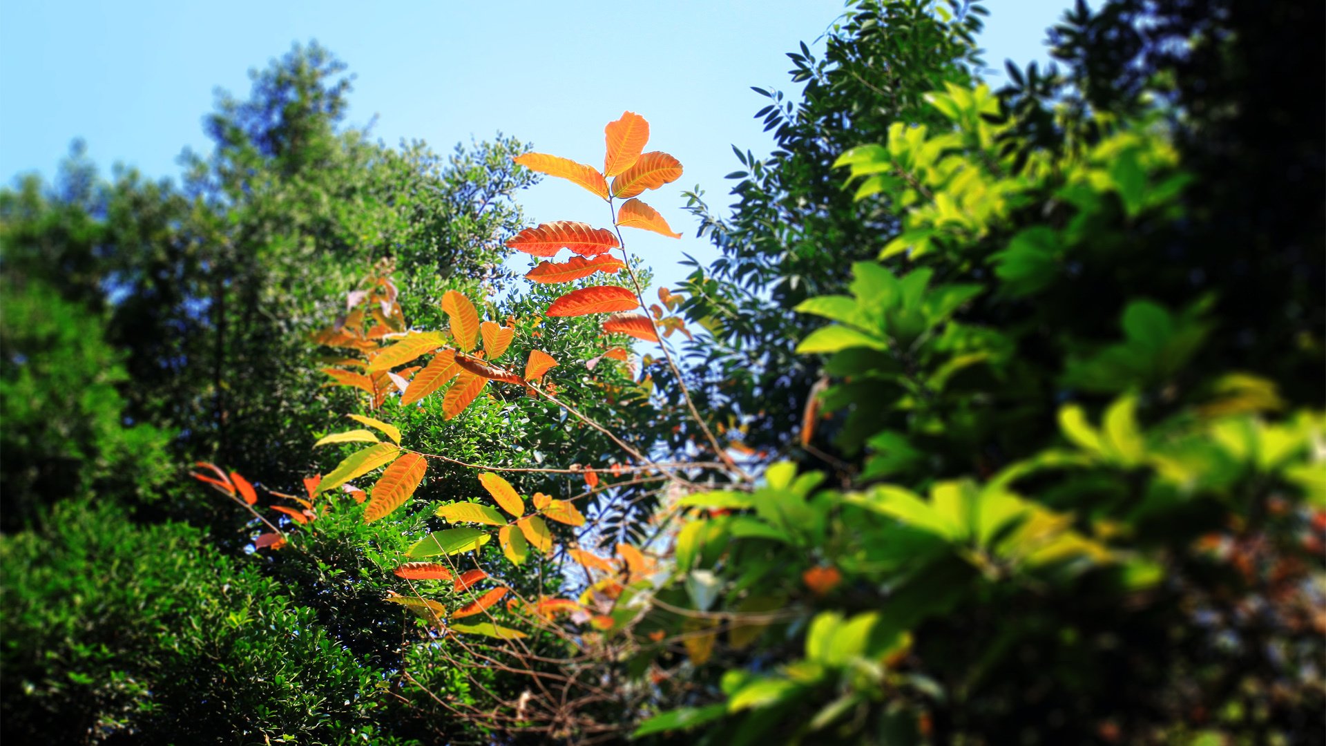 小清新,清新淡雅,护眼壁纸,叶,YBP摄影,@YBP摄影,儿童桌面专用