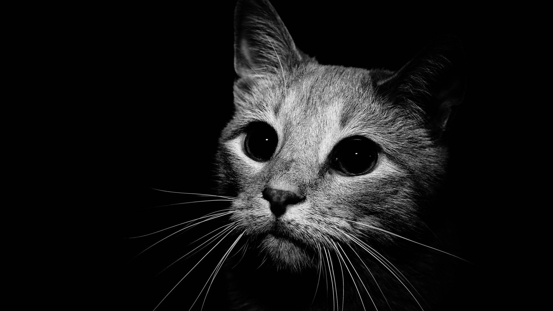 萌宠,喵星人,喵,可爱,卖萌图,儿童桌面专用