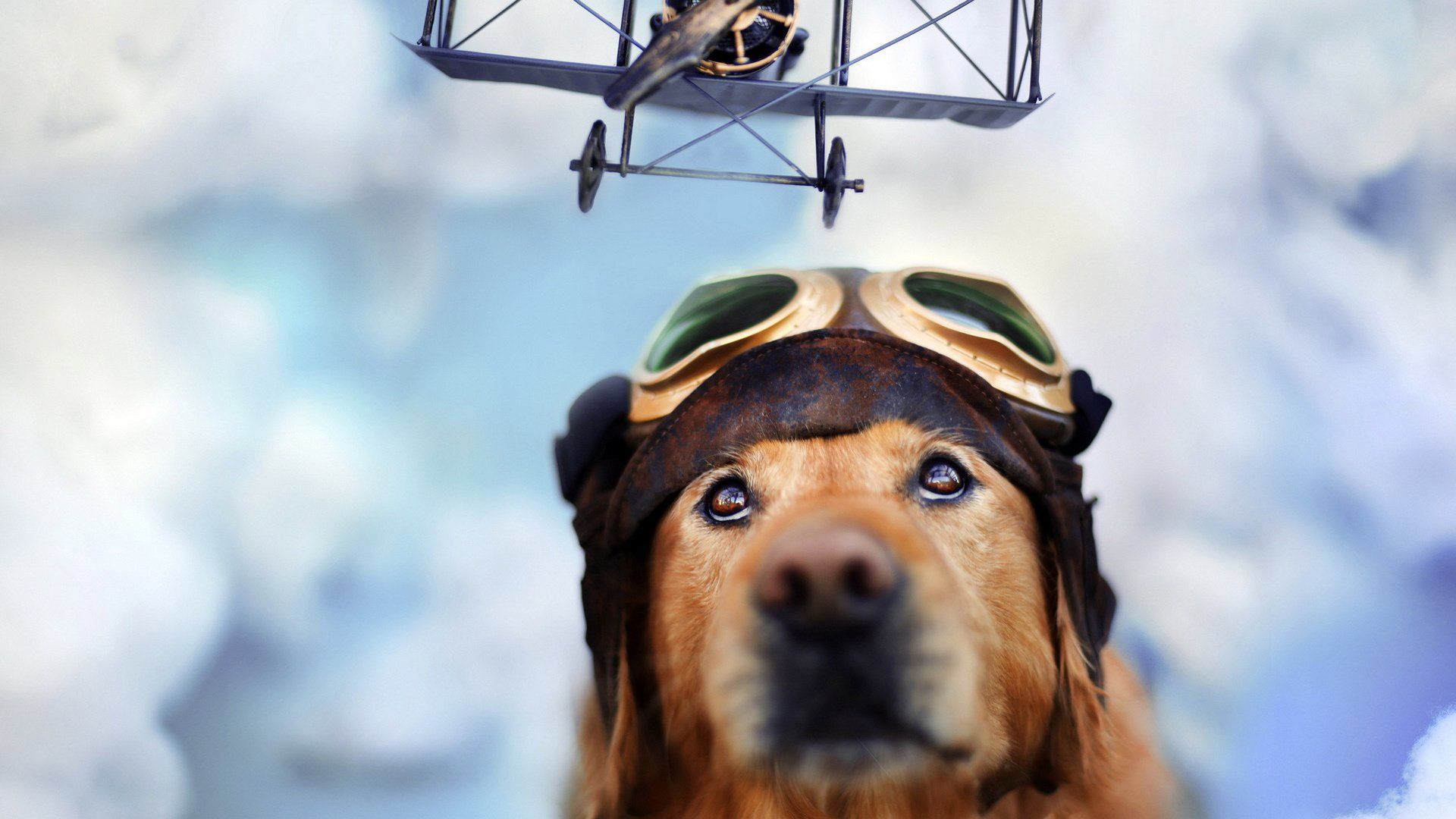 萌宠,汪星人,狗,可爱,卖萌图,古灵精怪,儿童桌面专用