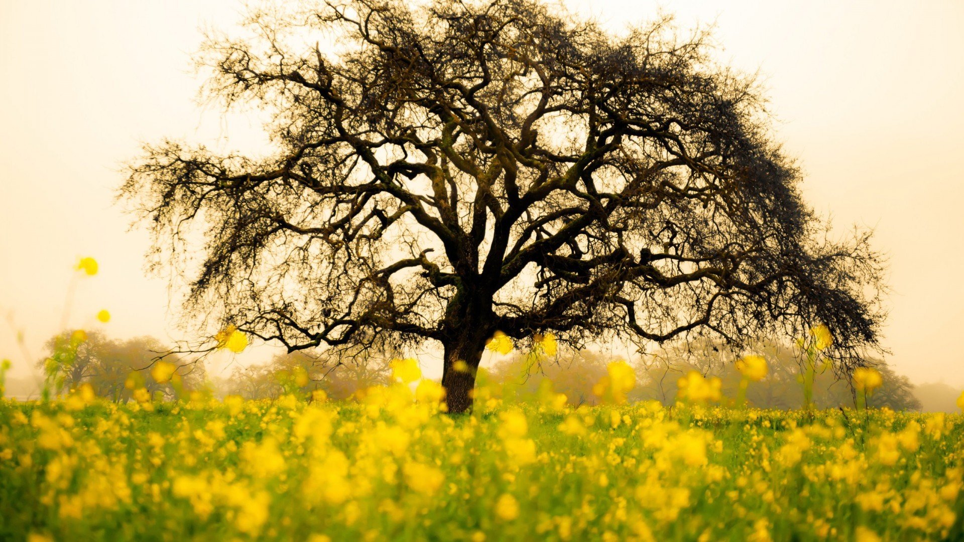 小清新,护眼壁纸,儿童桌面专用