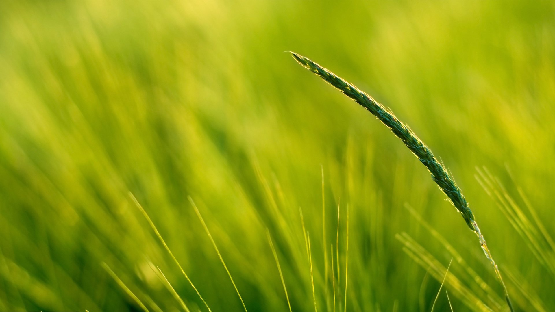 小清新,护眼壁纸,儿童桌面专用