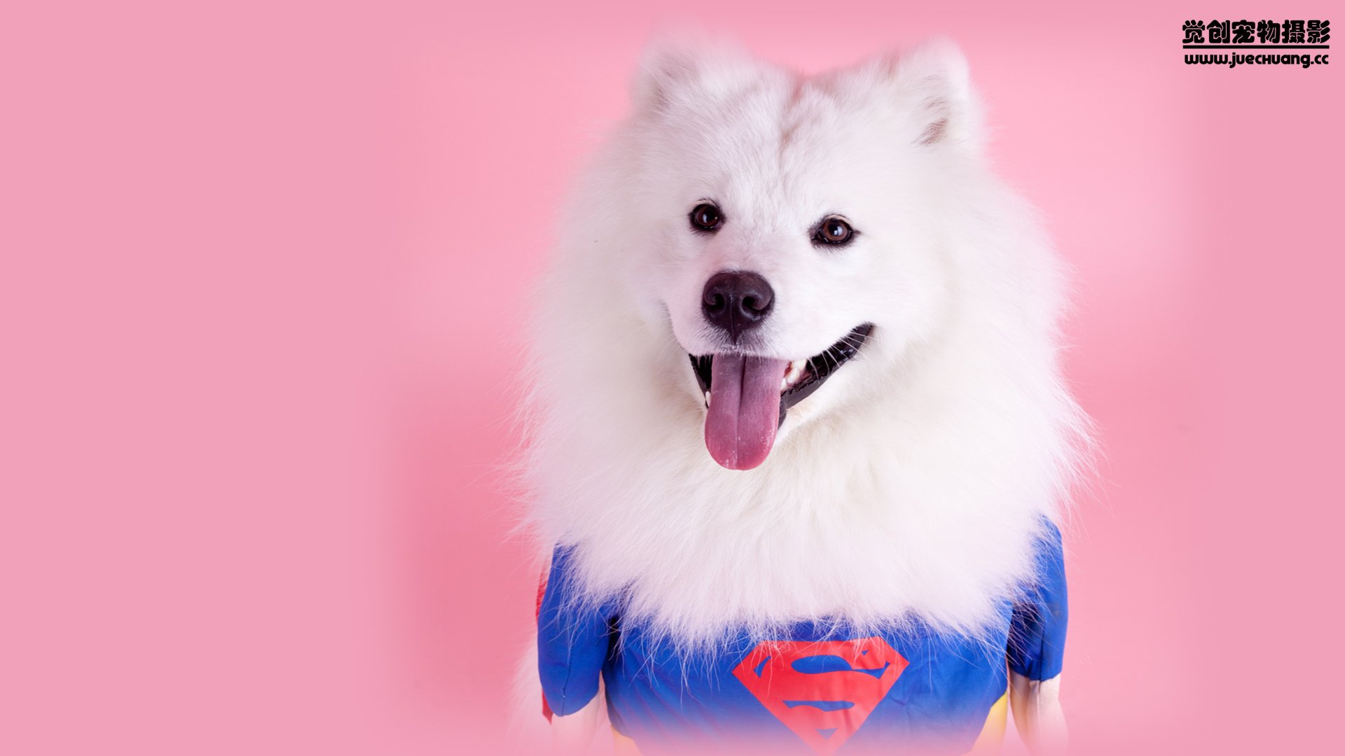 萌宠,觉创摄影,汪星人,狗,可爱,卖萌图,@觉创摄影,儿童桌面专用