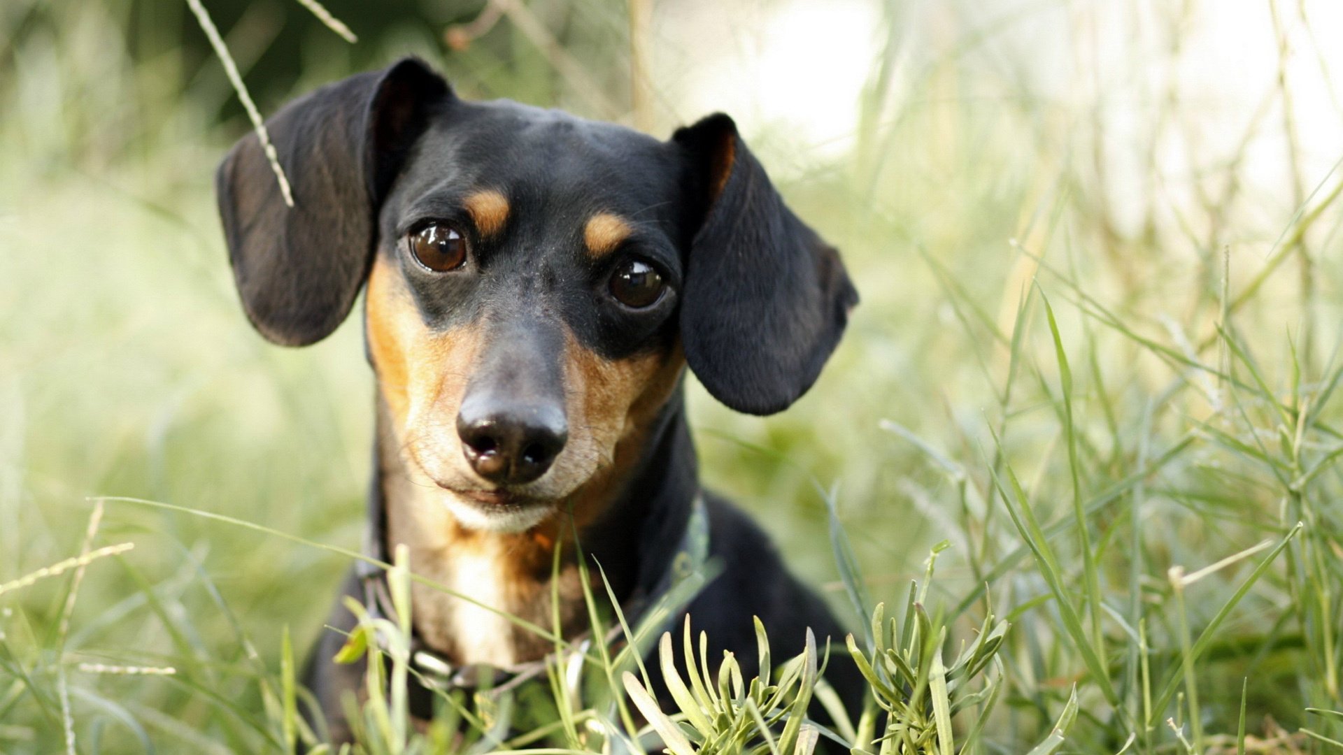 萌宠,汪星人,狗,可爱,卖萌图,古灵精怪,儿童桌面专用