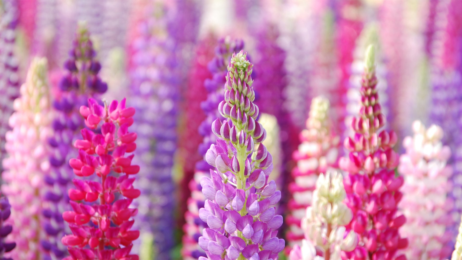 小清新,娇艳欲滴,叶,儿童桌面专用