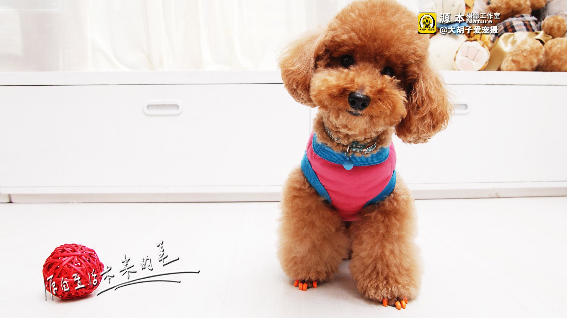 萌宠,狗,汪星人,卖萌图,可爱,古灵精怪,独家首发,源本摄影,@大胡子爱宠摄,儿童桌面专用