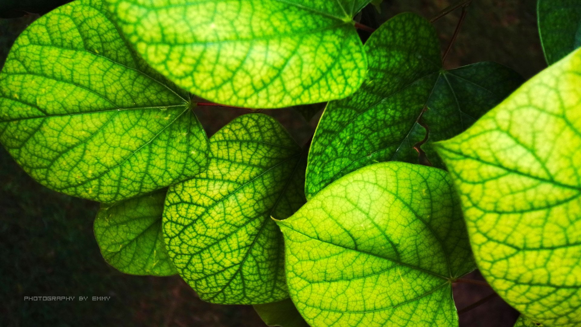 小清新,护眼壁纸,清新淡雅,儿童桌面专用