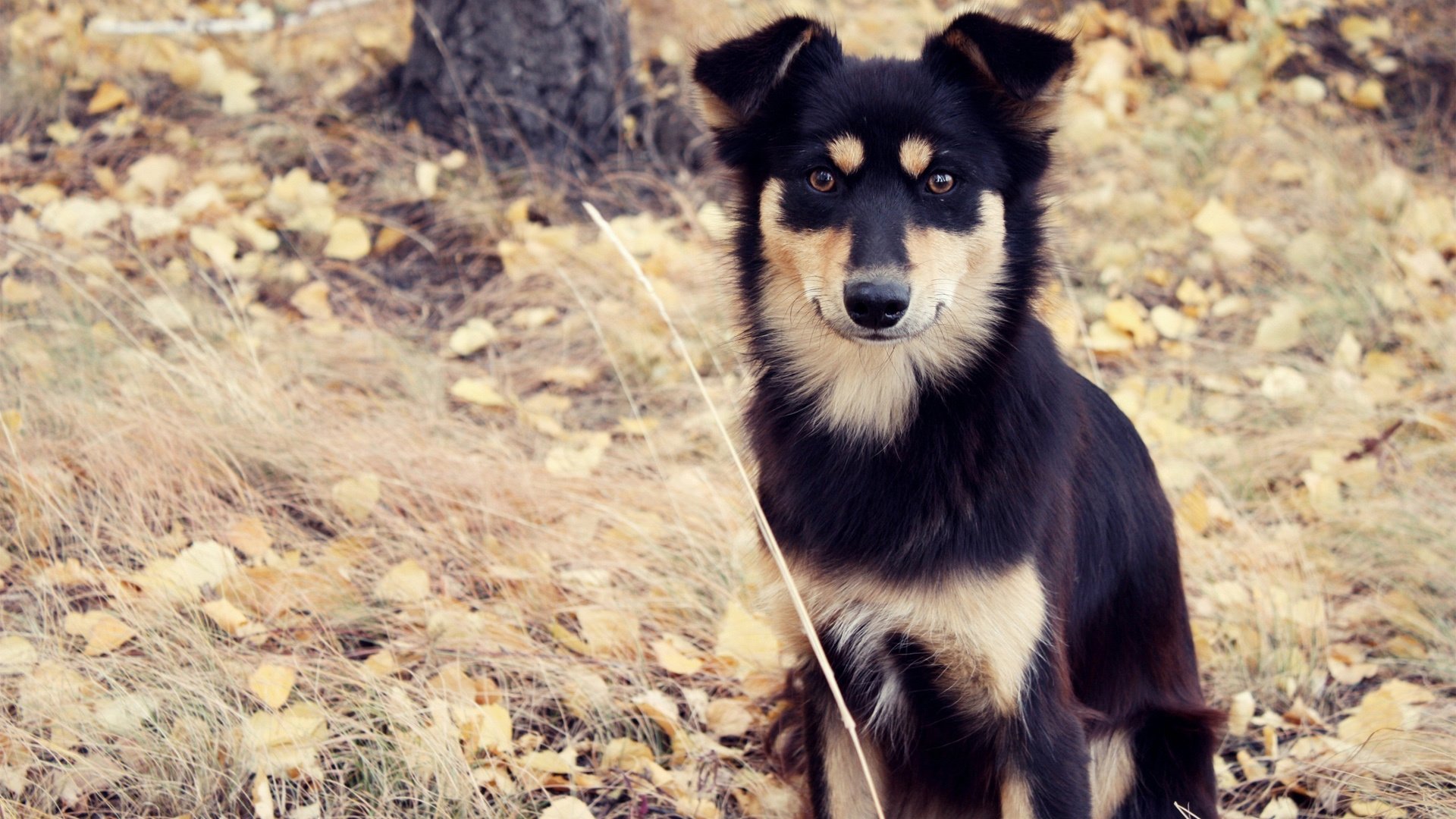萌宠,汪星人,狗,可爱,卖萌图,儿童桌面专用
