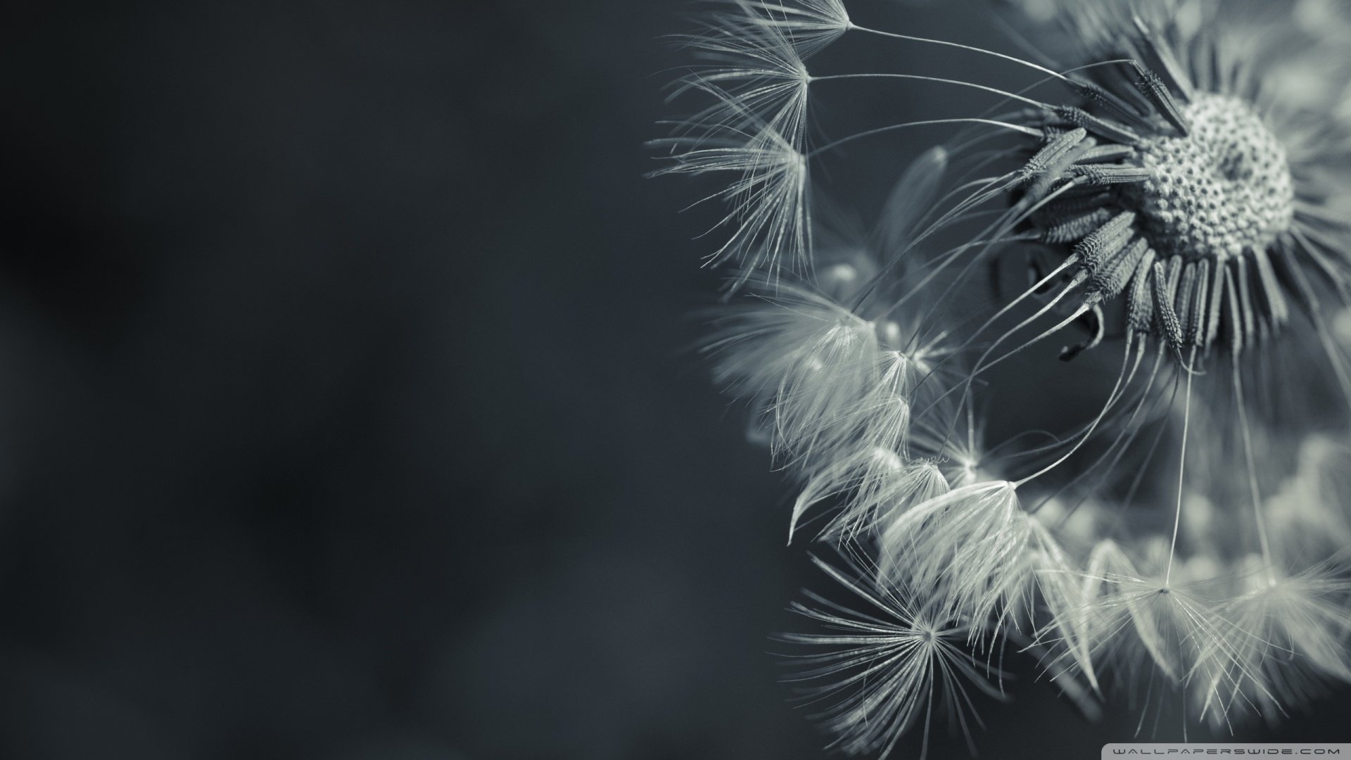 风景,春意盎然,儿童桌面专用