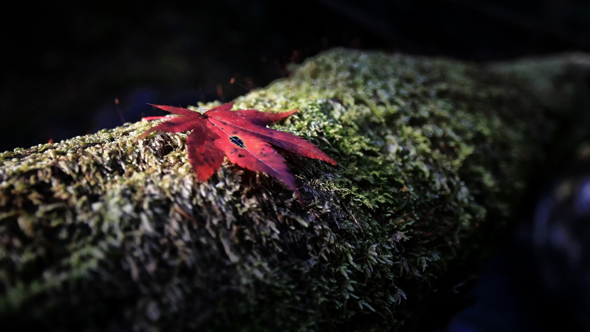 小清新,清新淡雅