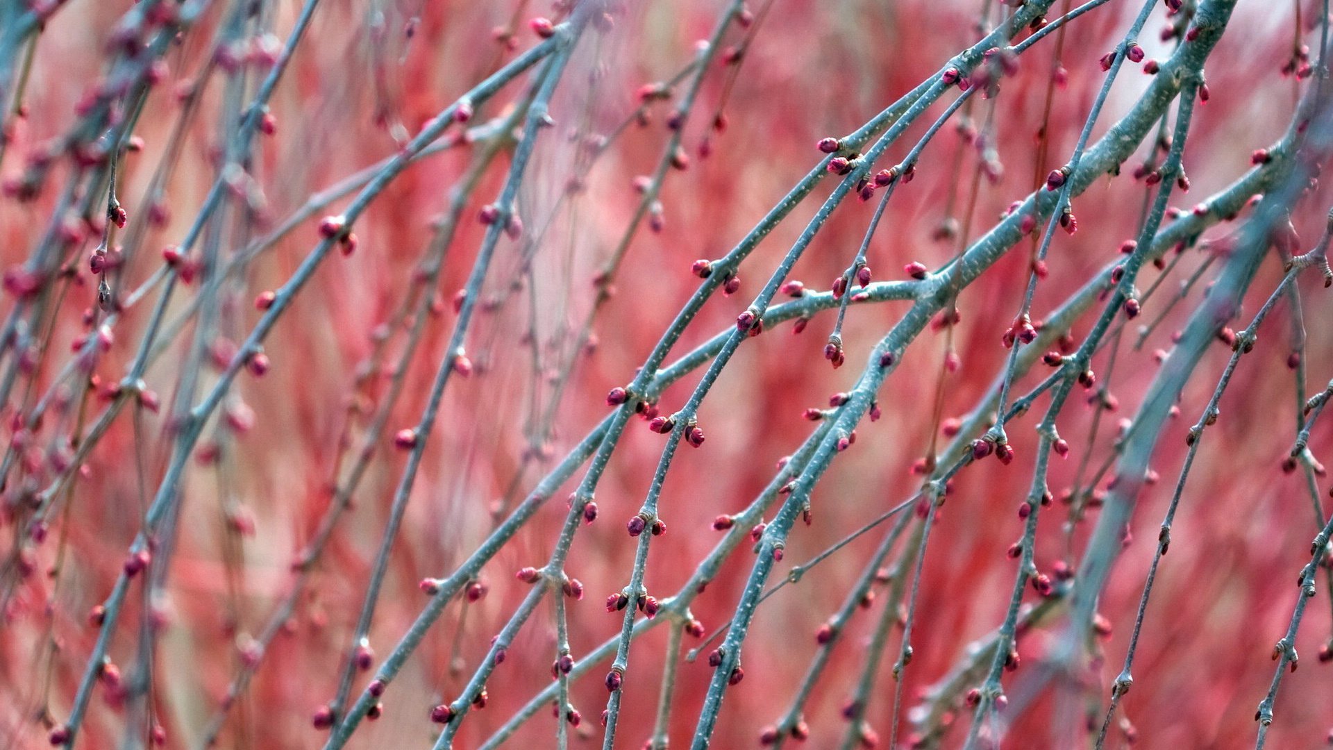 小清新,娇艳欲滴,清新淡雅,儿童桌面专用