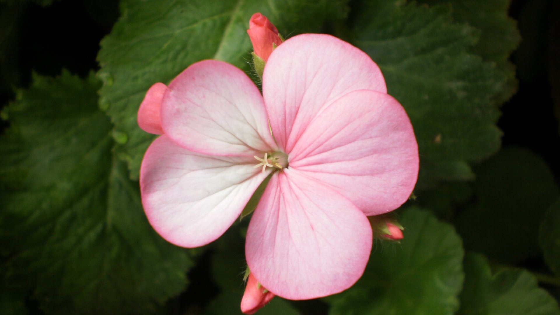 小清新,娇艳欲滴,花,儿童桌面专用