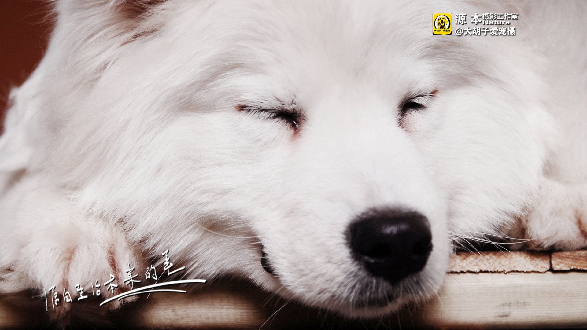 萌宠,狗,汪星人,卖萌图,可爱,古灵精怪,独家首发,源本摄影,@大胡子爱宠摄,儿童桌面专用