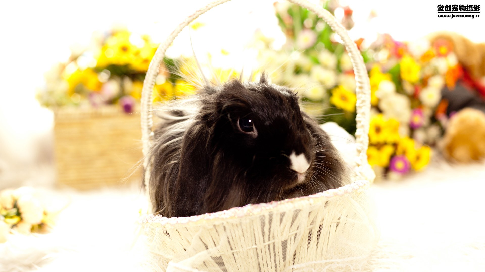 萌宠,觉创摄影,野生动物,兔子,可爱,卖萌图,@觉创摄影,儿童桌面专用