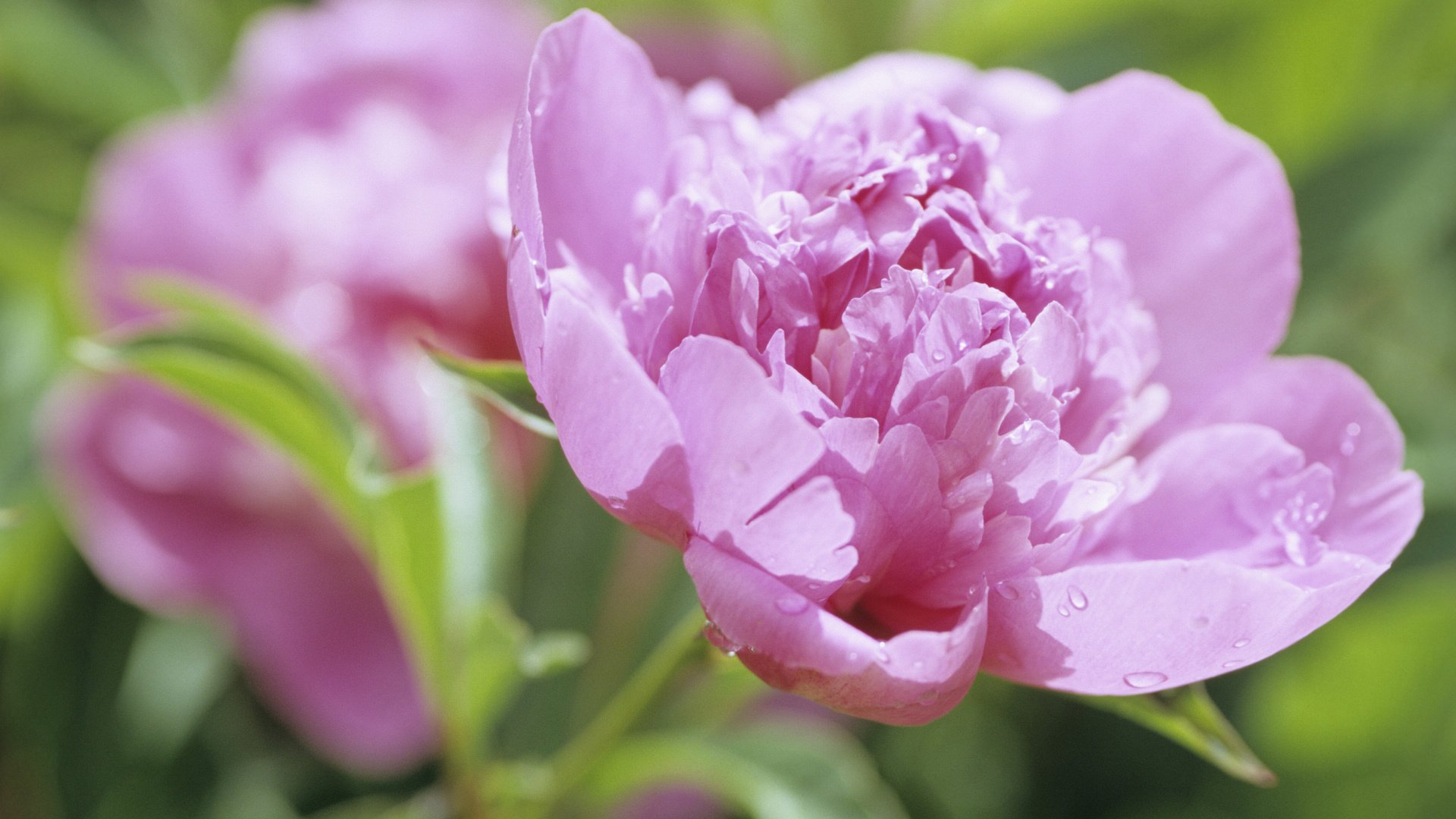 小清新,娇艳欲滴,花,儿童桌面专用