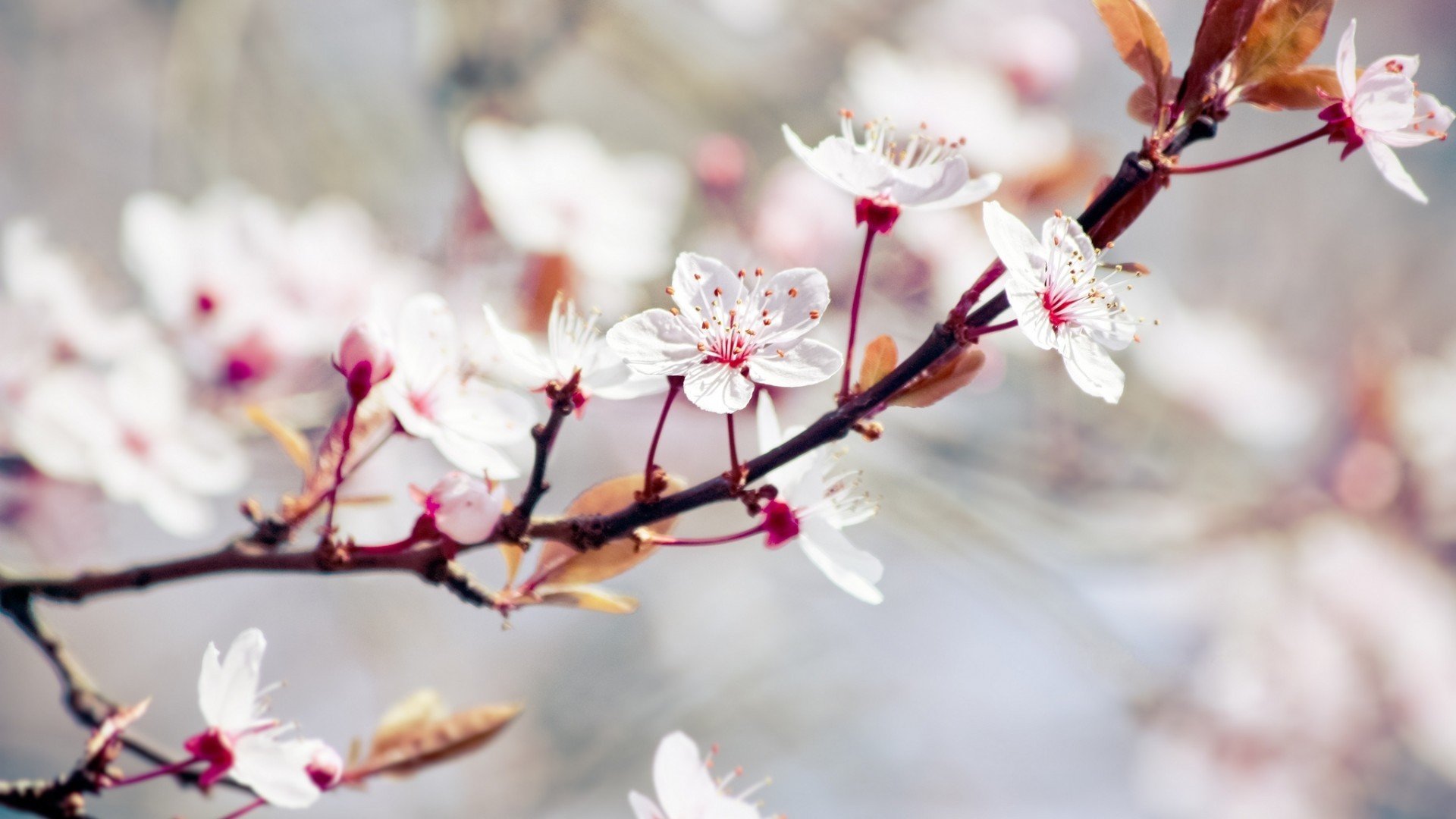 小清新,清新淡雅,花,儿童桌面专用