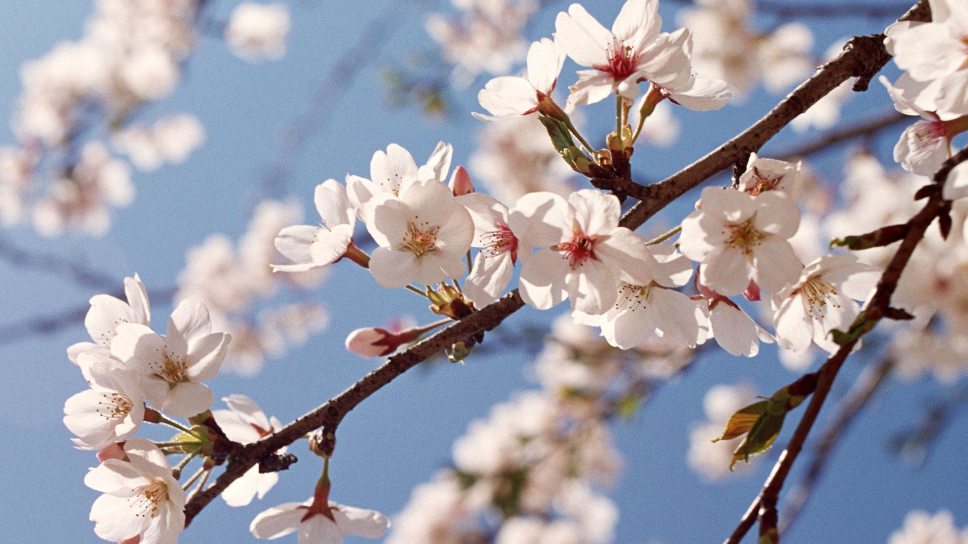 小清新,娇艳欲滴,花,儿童桌面专用