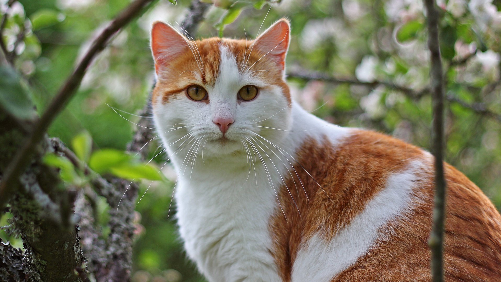 萌宠,喵星人,猫,卖萌图,可爱,古灵精怪,儿童桌面专用