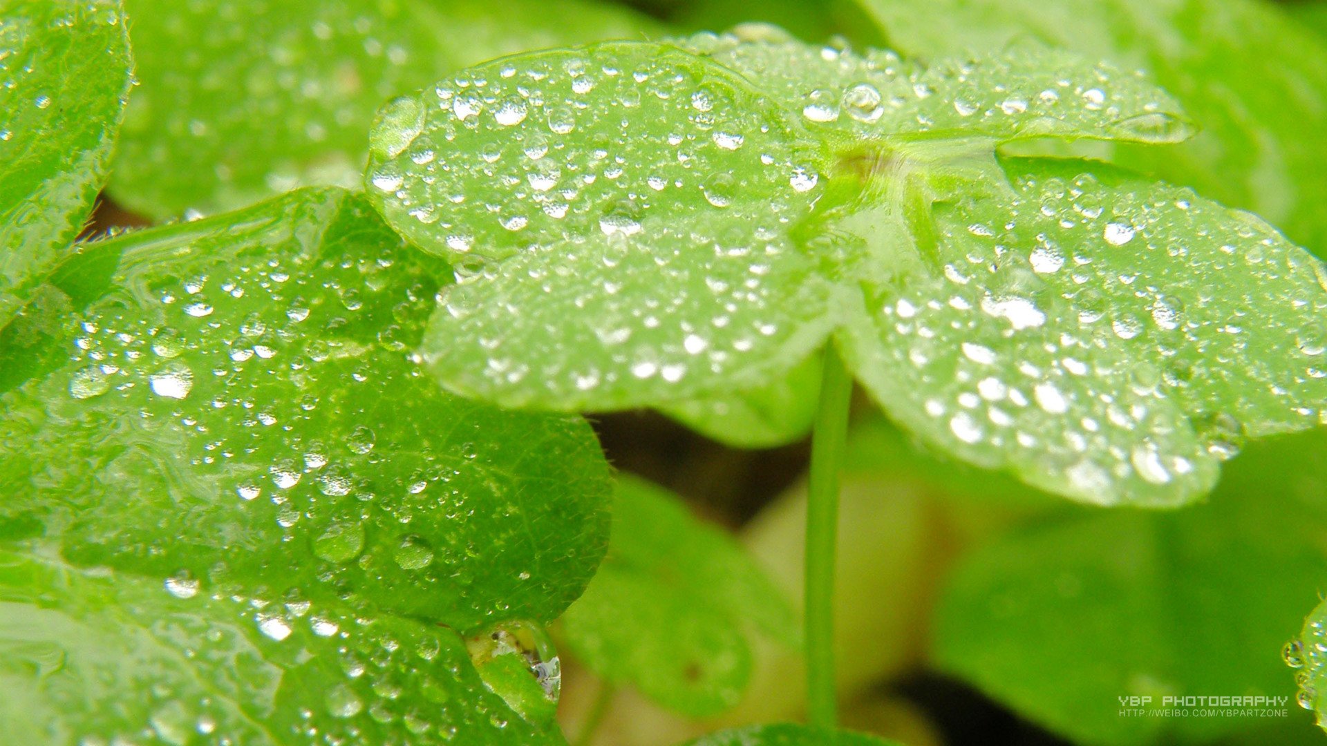 小清新,护眼壁纸,儿童桌面专用