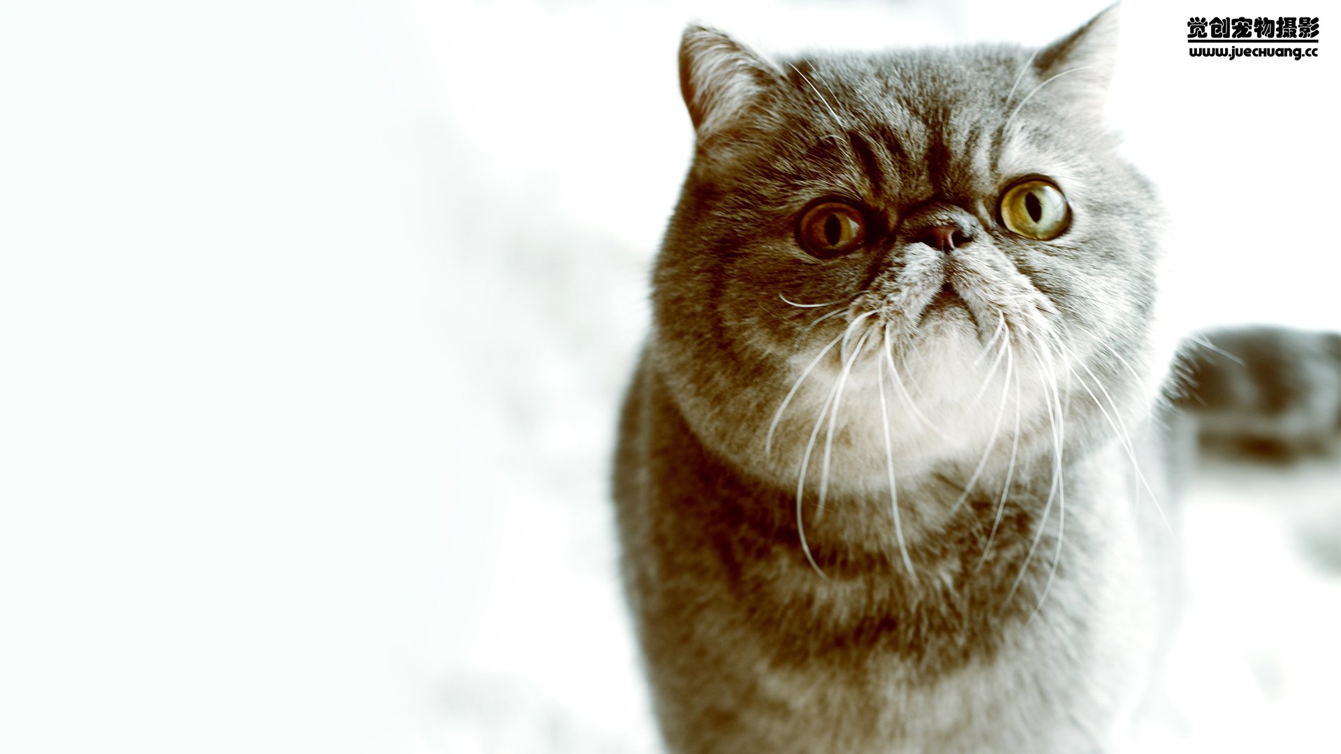 萌宠,喵星人,喵,可爱,卖萌图,古灵精怪,觉创摄影,@觉创摄影,儿童桌面专用