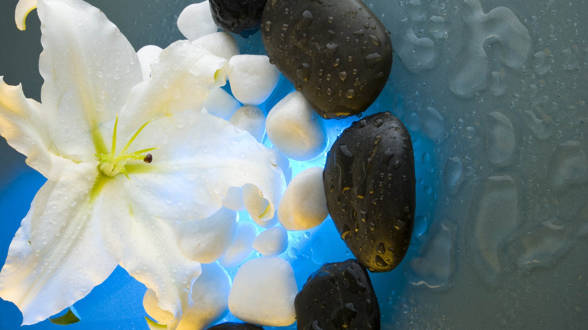 小清新,清新淡雅,花,儿童桌面专用