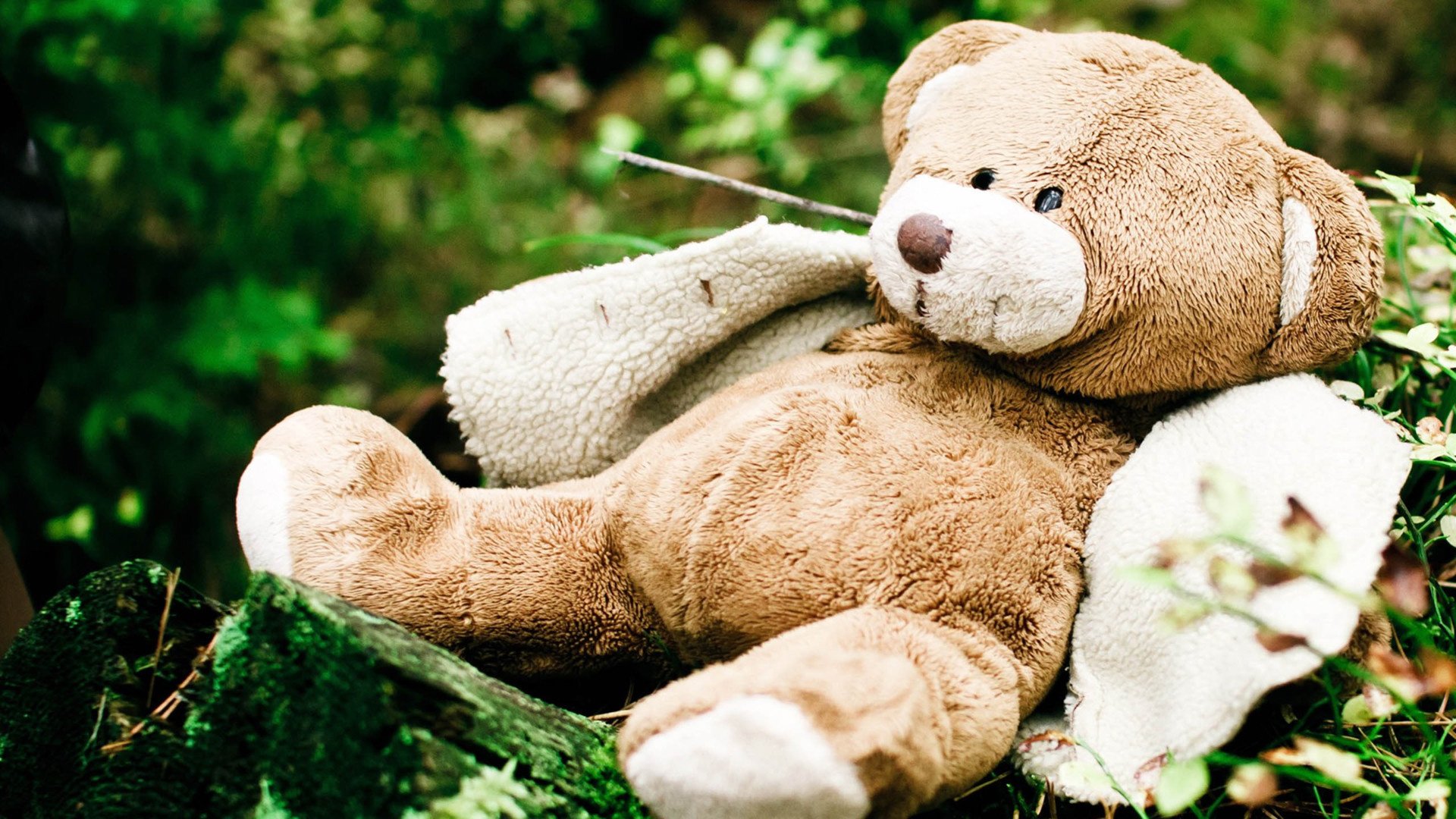 小清新,静物写真,小熊,娃娃,儿童桌面专用