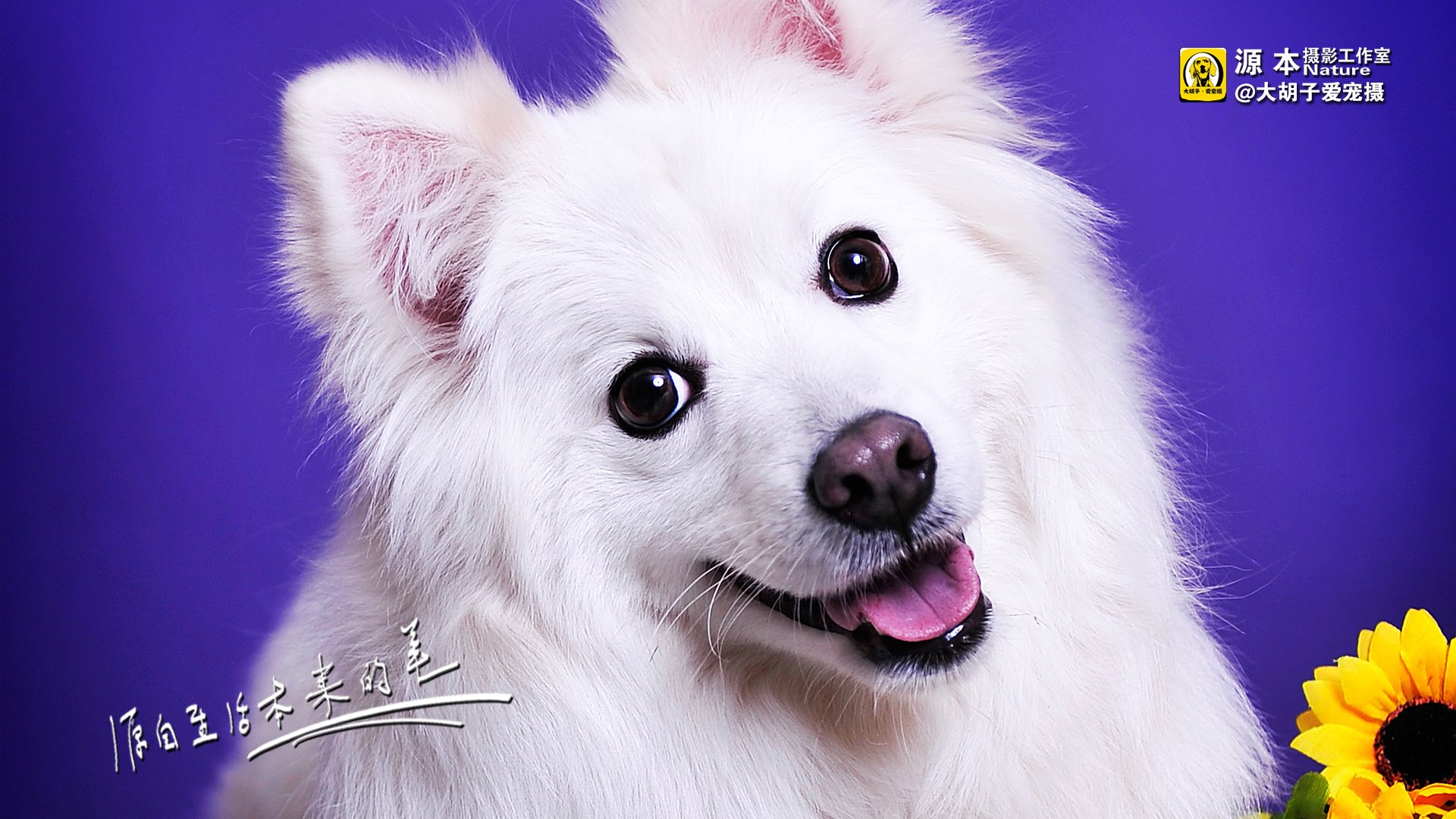 萌宠,狗,汪星人,卖萌图,可爱,古灵精怪,独家首发,源本摄影,@大胡子爱宠摄,儿童桌面专用