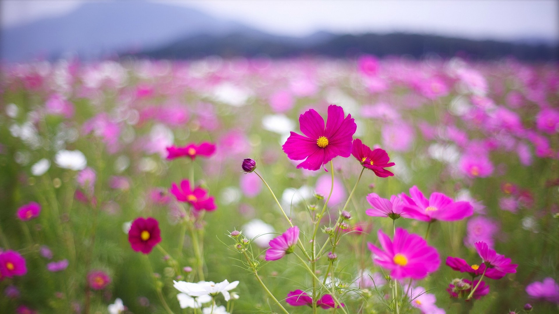 风景,春意盎然,儿童桌面专用