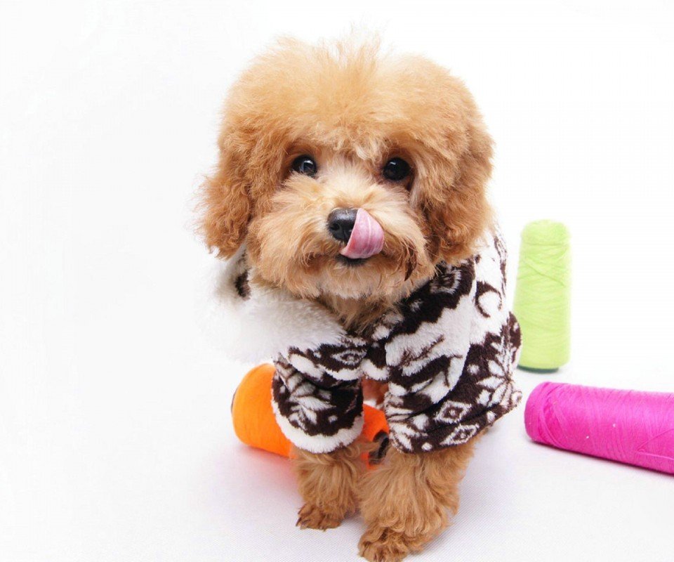 萌宠,汪星人,狗,古灵精怪,可爱,卖萌,宠物,儿童桌面专用