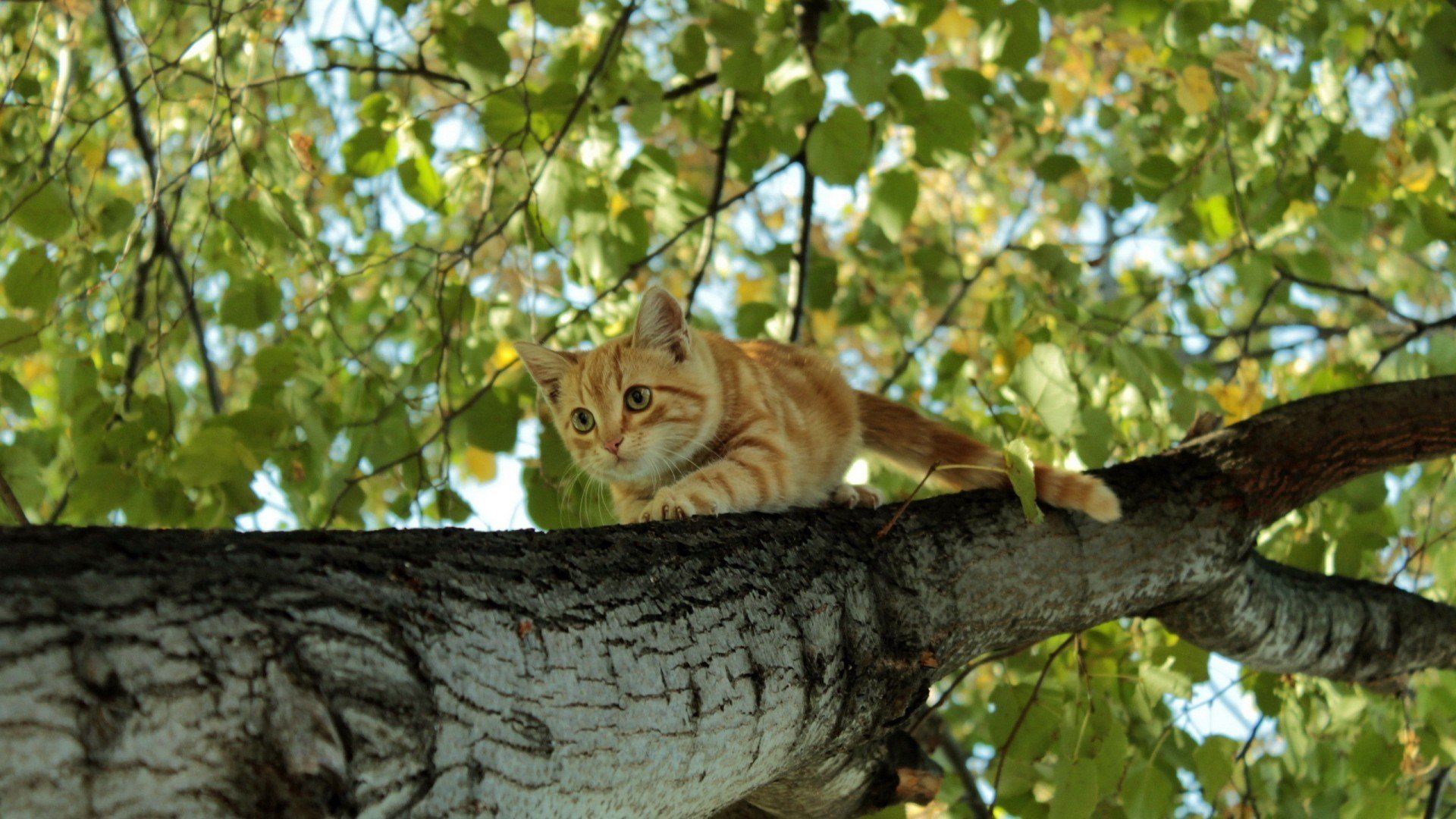 萌宠,喵星人,猫,古灵精怪,可爱,卖萌,宠物,儿童桌面专用