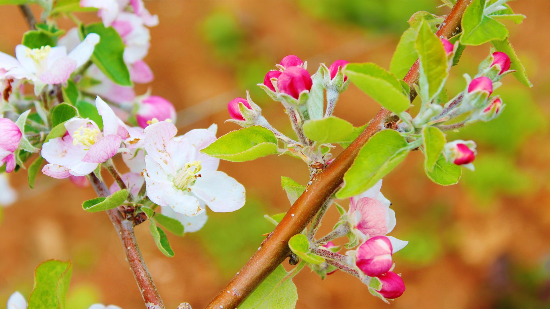 小清新,娇艳欲滴,花,儿童桌面专用