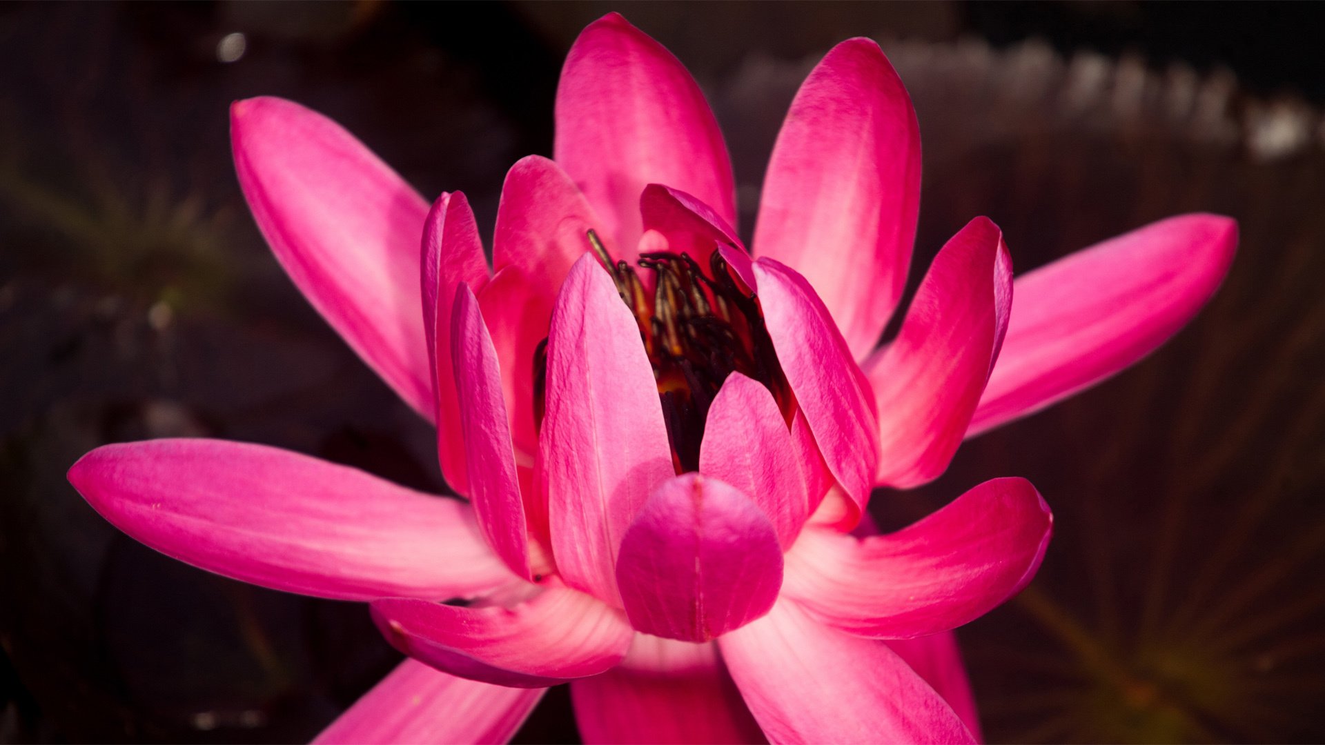 小清新,娇艳欲滴,花,儿童桌面专用