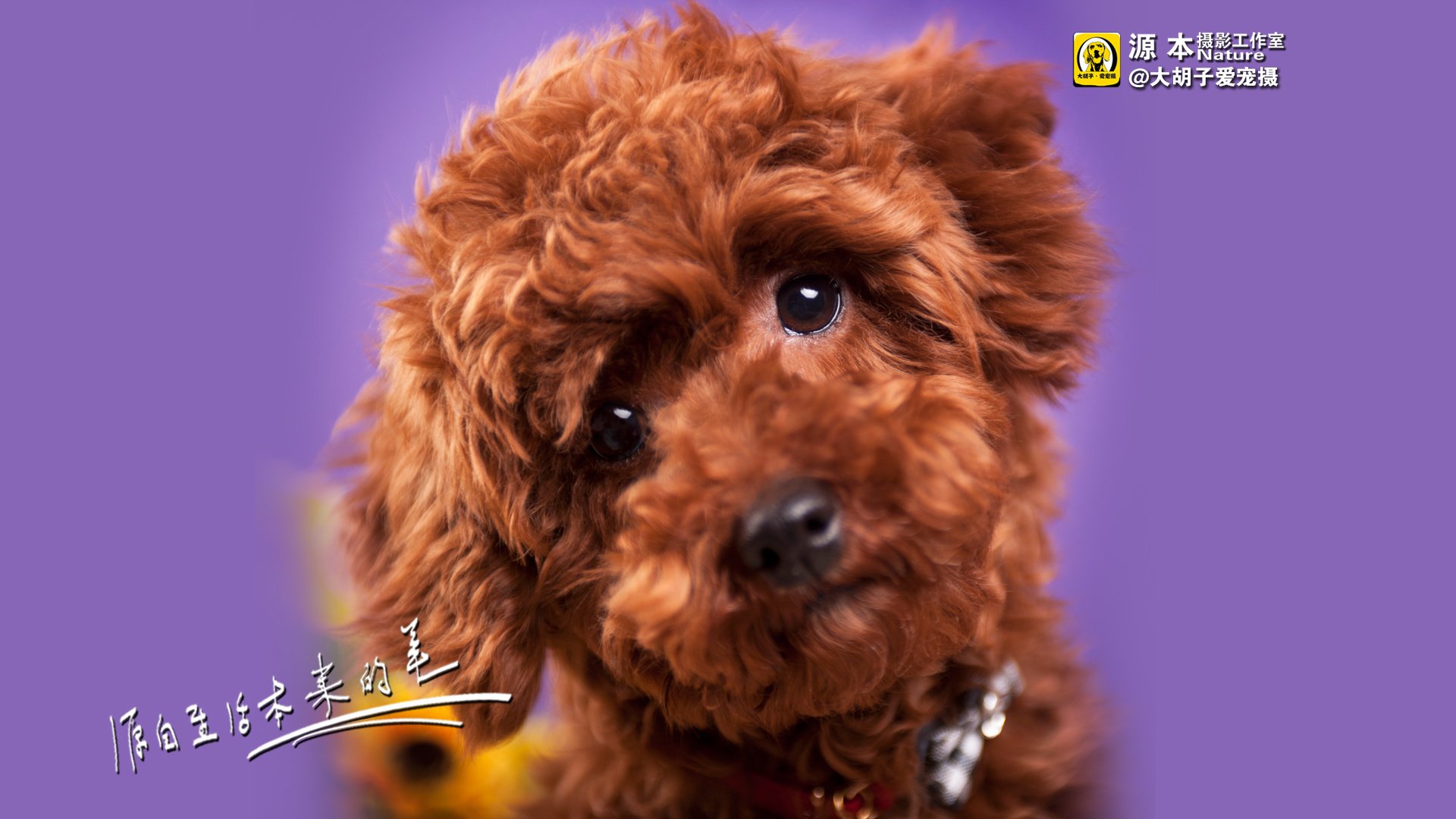 萌宠,狗,汪星人,卖萌图,可爱,古灵精怪,独家首发,源本摄影,@大胡子爱宠摄,儿童桌面专用